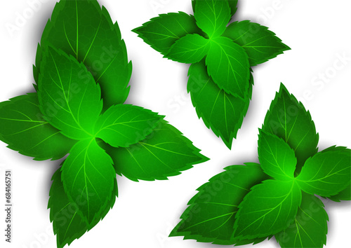Realistic mint leaf on a white background. Freshness concept. Vector