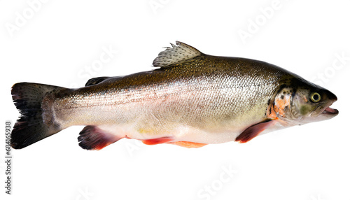 Trout isolated on white background, cutout 