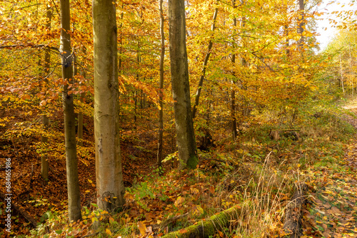 Beautiful autumn landscape with yellow leaves