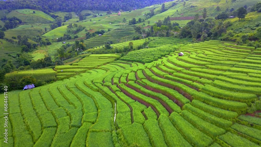 Paddy rice farmland in Northern Thailand, Pa Pong Piang rice terraces in North Thailand, green rice paddy fields during sunrise Paddy rice farmland in Northern Thailand, Pa Pong Piang rice terraces in North Thailand, green rice paddy fields during sunrise