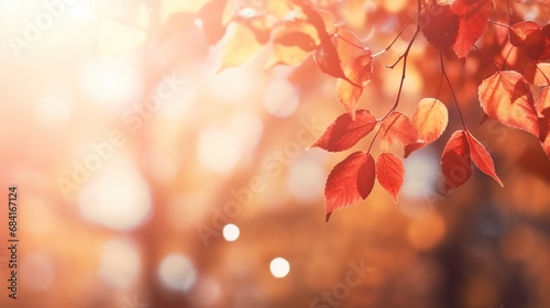 close up of colorful yellow leaves in autumn. Maple leaves fall in autumn. for background image.