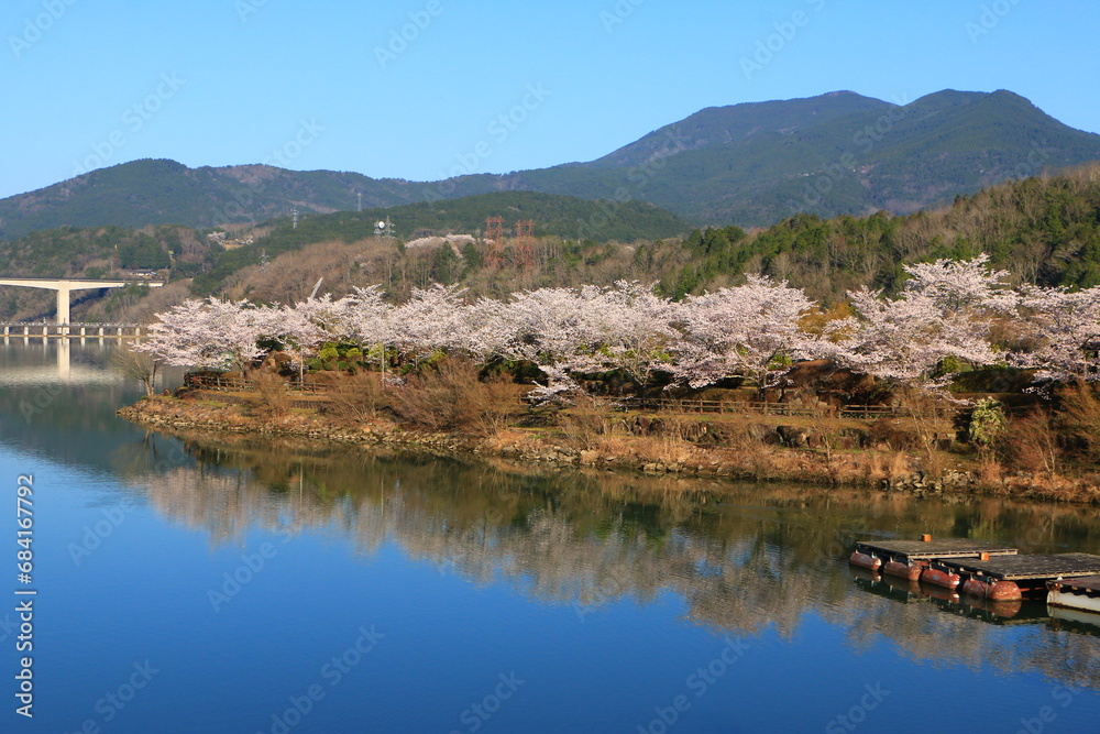 川に反射する桜