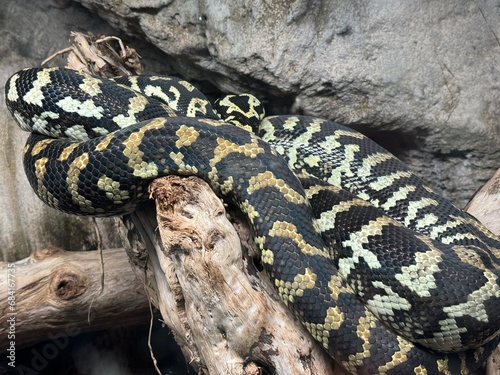Serpente  photo