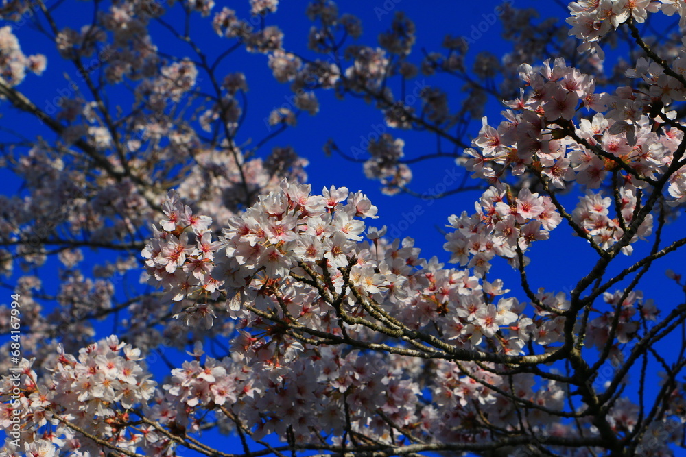 きれいな桜