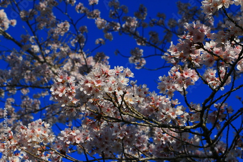 Obraz na płótnie きれいな桜 w salonie