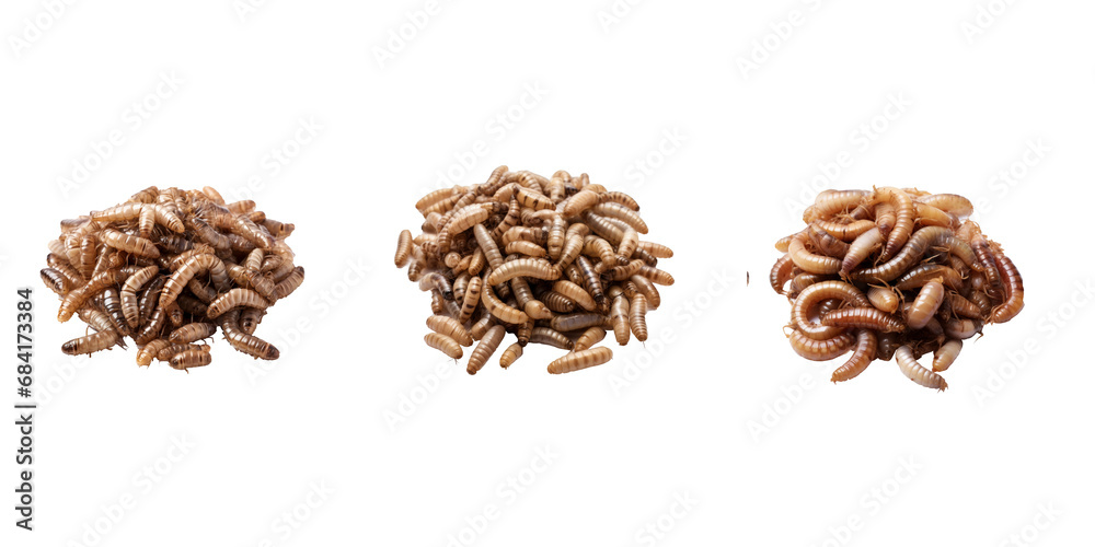 Maggots isolated on white background Maggots isolated on white background