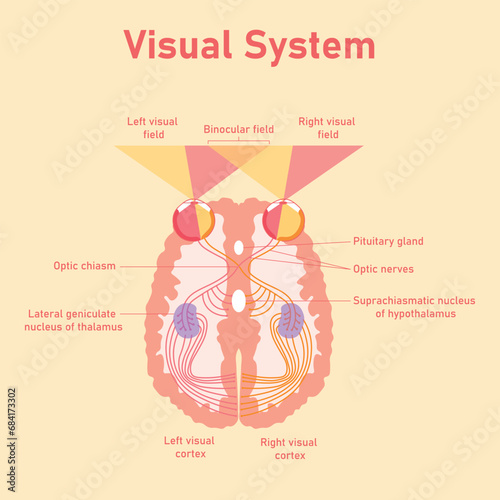 The human visual system pathway. The visual pathway from the eye to the brain. Right and left visual cortex. Binocular field. Suprachiasmatic nucleus of hypothalamus. Optic nerves. Optic chaism.