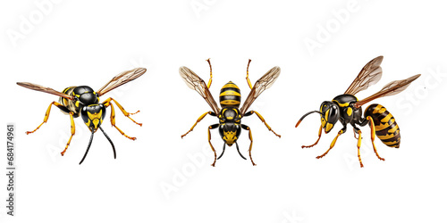 Wasp isolated on white background © PngXpress