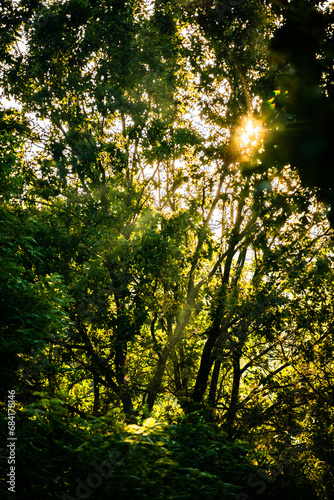 Summer morning in the forest . Green forest . Misty forest . Sun over the forest . Fog in forest . Misty weather . 