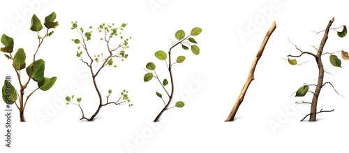 set of tree branches with green leaves.