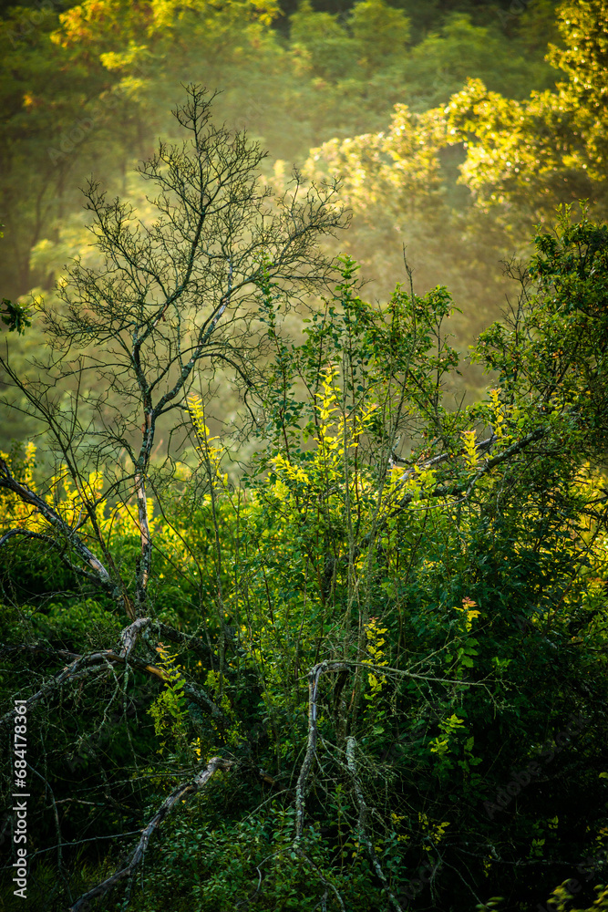 Summer morning in the forest . Green forest . Misty forest . Sun over the forest . Fog in forest . Misty weather . Summer morning in the forest . Green forest . Misty forest . Sun over the forest . Fog in forest . Misty weather .