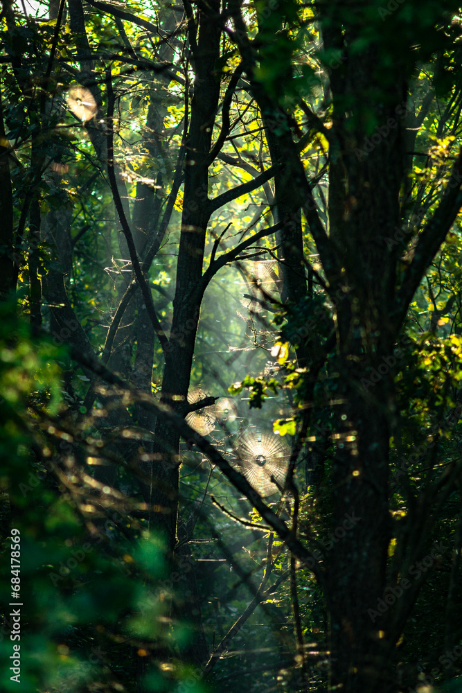 Summer morning in the forest . Green forest . Misty forest . Sun over the forest . Fog in forest . Misty weather . 