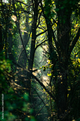 Summer morning in the forest . Green forest . Misty forest . Sun over the forest . Fog in forest . Misty weather .  © Александр Рябинин