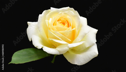 closeup of one light yellow and white rose fresh blossom beauty flower on an isolated background