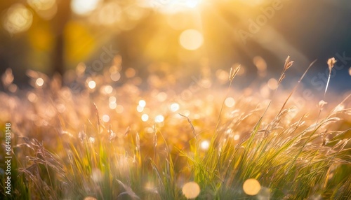 natural grass field background with blurred bokeh and sun © Enzo