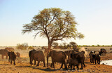Family herd of elephants next to a tree, with natural shadows and golden sunlight