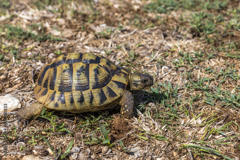 Griechische Landschildkröte (Testudo hermanni) Griechische Landschildkröte (Testudo hermanni)