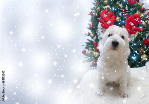 West Highland White Terrier on a light Christmas background.