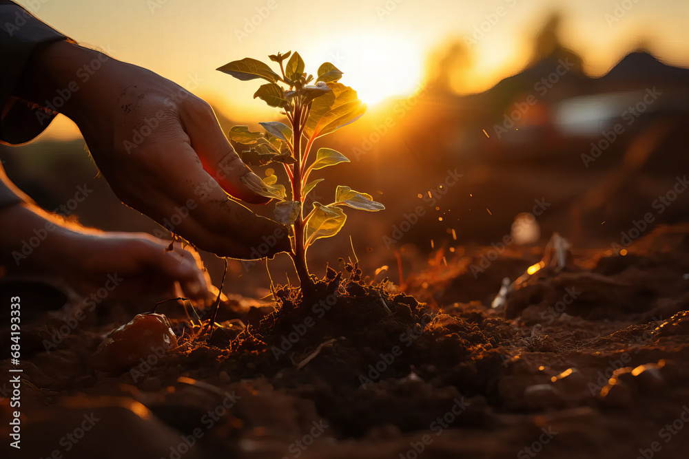 Fototapeta premium Hands nurturing a young plant in fertile soil, symbolizing care and growth