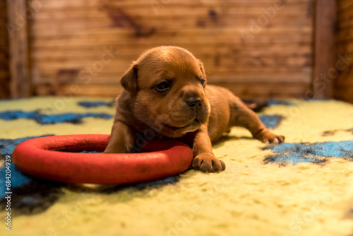 Staffordshire bull terrier  wonderful puppies from professional breeding of purebred dogs in Poland.