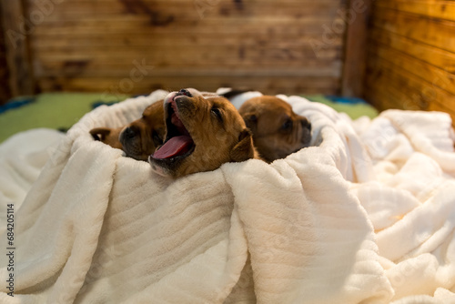 Staffordshire bull terrier, wonderful puppies from professional breeding of purebred dogs in Poland.