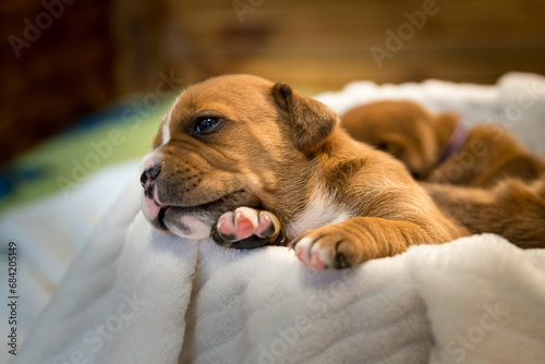 Staffordshire bull terrier, wonderful puppies from professional breeding of purebred dogs in Poland.