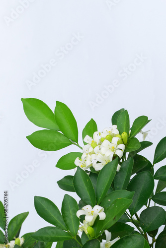 Murraya paniculata flower White background