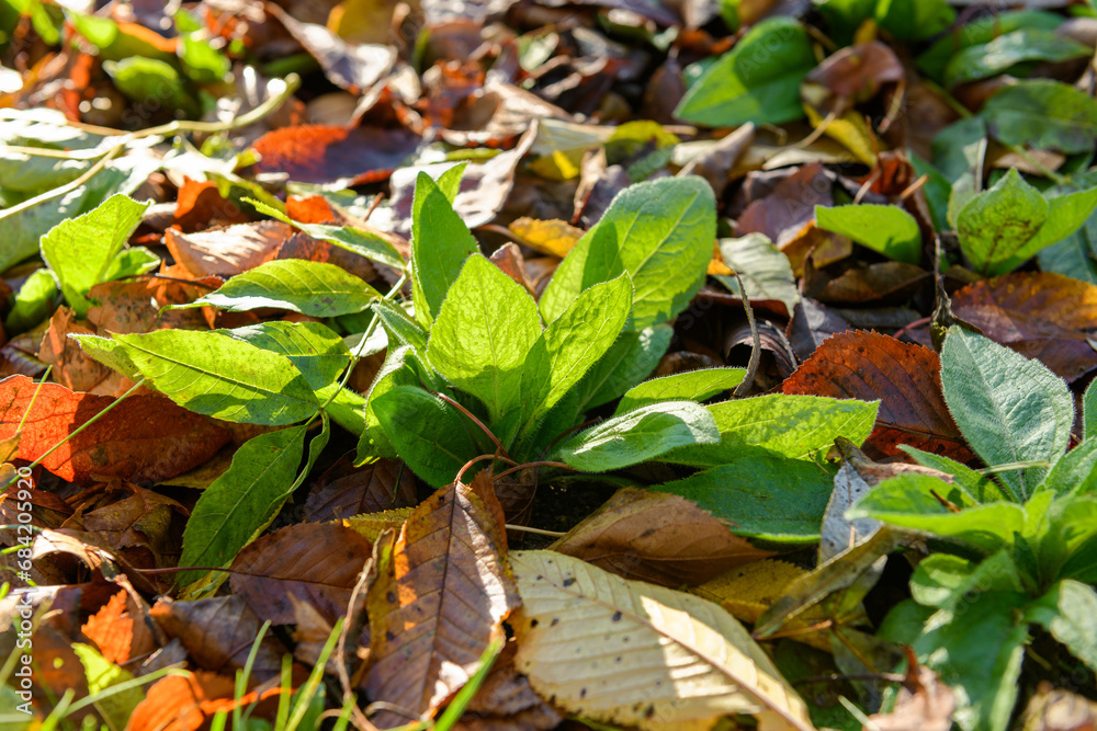 Cool flowers. Flowerbed of Rudbeckia seedlings mulched with thick layer of fallen leaves. Growing winter hardy annuals with the protection of leaves mulch. Cool flowers. Flowerbed of Rudbeckia seedlings mulched with thick layer of fallen leaves. Growing winter hardy annuals with the protection of leaves mulch.