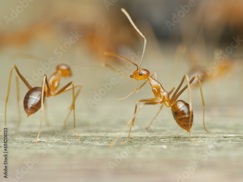 Two crazy yellow ants © abdul