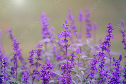 Beautiful violet lavender flowers in the meadow, selective focus.