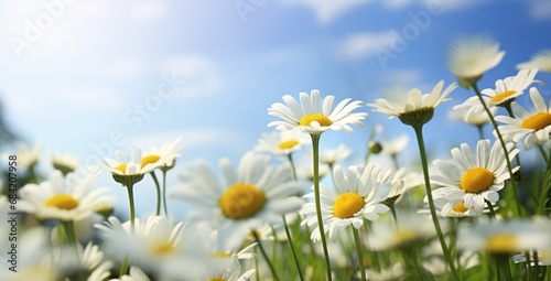 Breathtaking Landscape: Immersive Daisies in Full Bloom Desktop Background Generative AI © monsifdx