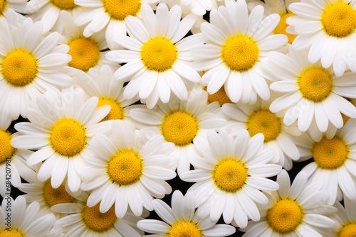 Unveiling the Charm  White Daisies in Full Bloom at a Pristine Daisy Field Generative AI