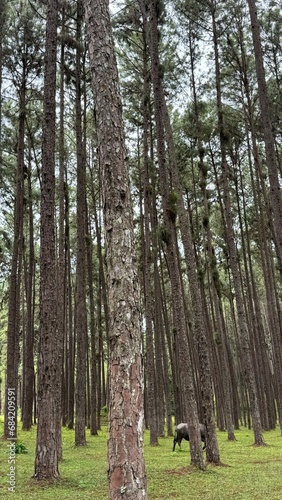 A beautiful and tall pine forest in the midday sun.