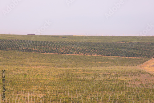 Masazir. Baku. Azerbaijan. 07.16.2021. Large plantations of grapes. photo
