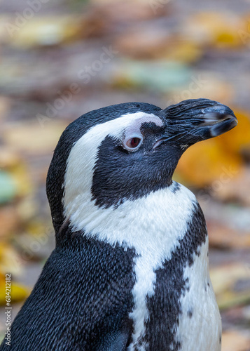 African Penguin (Spheniscus demersus): Coastal Charm of South Africa