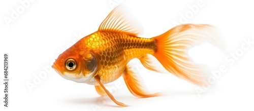 Gold fish isolation on the white.