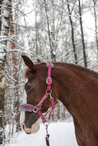 Portrait of a beautiful brown horse. Winter snowy day. A beautiful horse. Horse's head.
