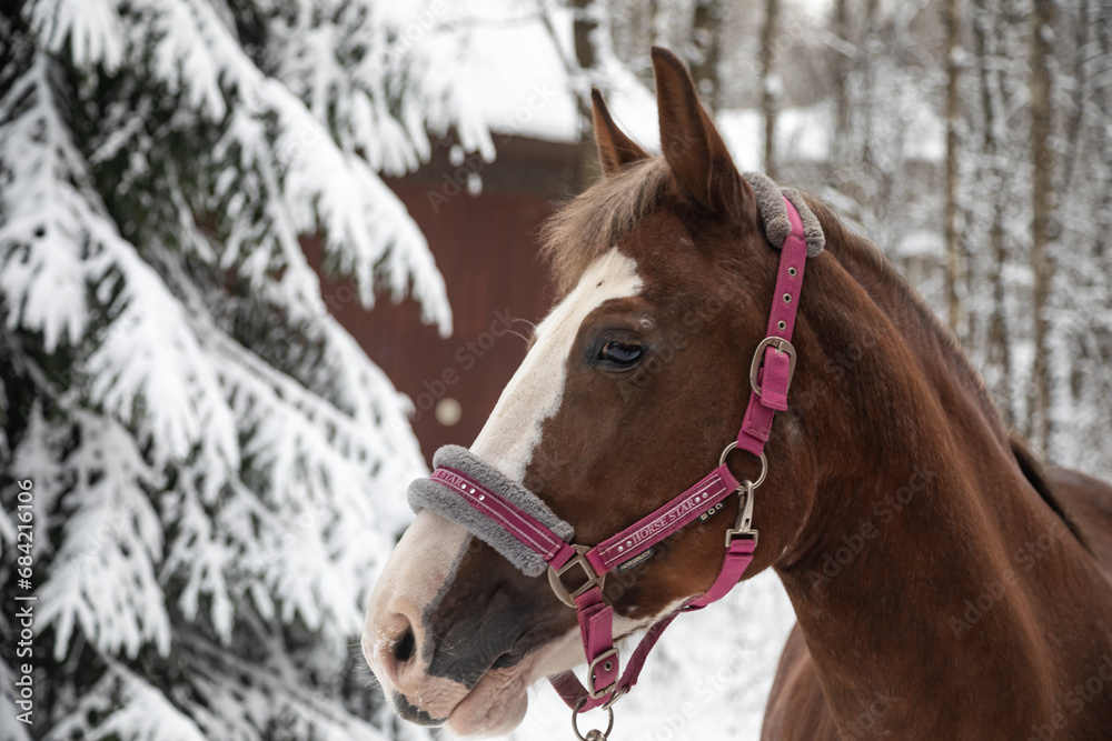 Portrait of a beautiful brown horse. Winter snowy day. A beautiful horse. Horse's head. Portrait of a beautiful brown horse. Winter snowy day. A beautiful horse. Horse's head.