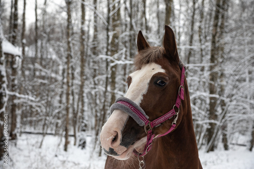 Portrait of a beautiful brown horse. Winter snowy day. A beautiful horse. Horse's head. © Kooper