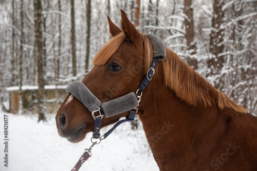 Portrait of a beautiful brown horse. Winter snowy day. A beautiful horse. Horse's head.