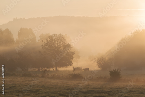 Landscape with grazing cows in a countryside with trees and grass covered with dewdrops and morning fog in Bad Pyrmont, Germany.