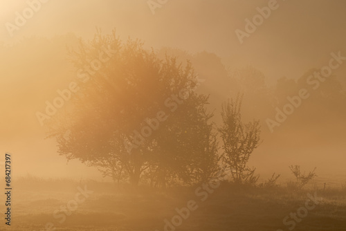 Atmospheric landscape with trees at sunrise and fog glowing orange in Bad Pyrmont, Germany. photo