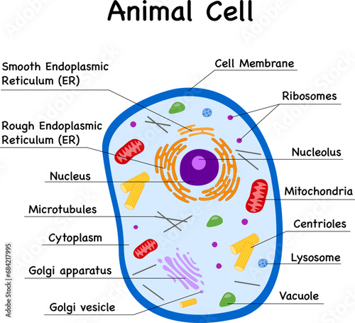 Animal cell parts diagram with labels for shines , biology and zoology classes