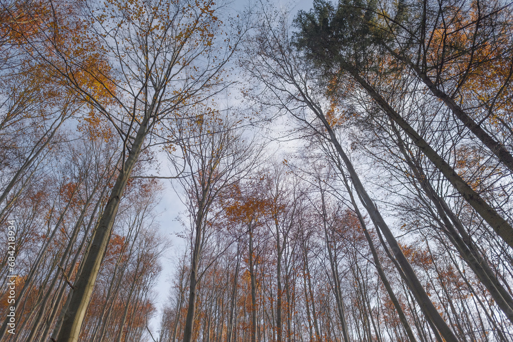 View of the autumn golden treetops and sky, natural background. View of the autumn golden treetops and sky, natural background.