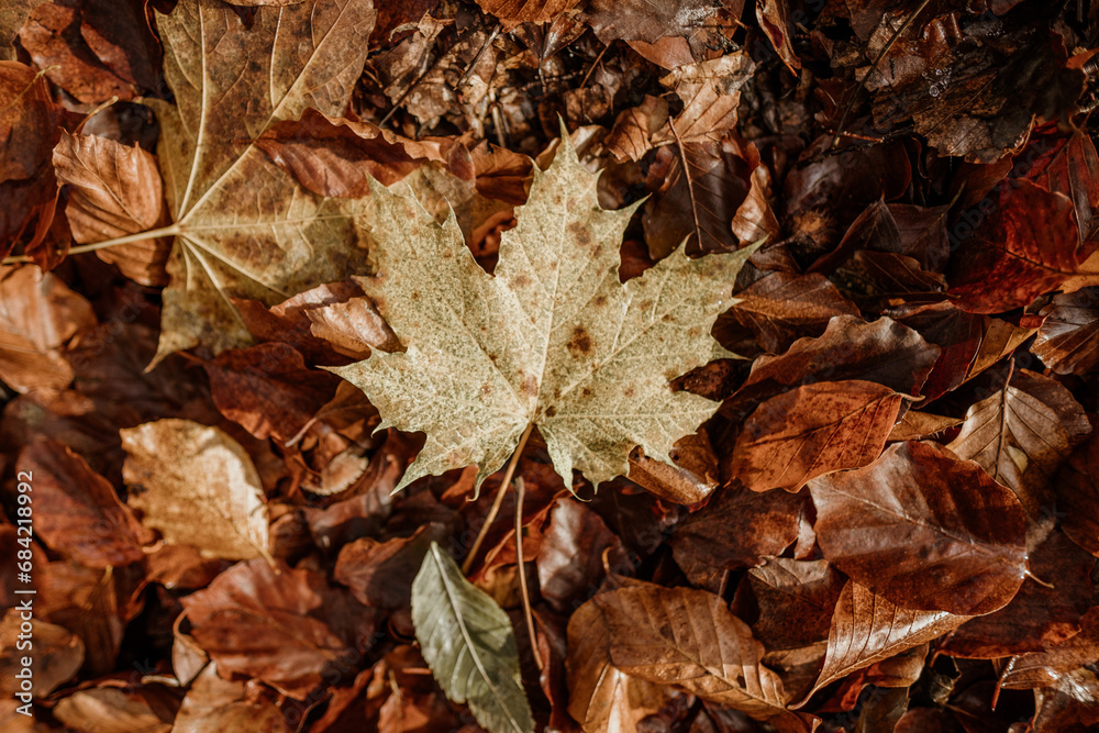 Аutumn maple leaf lies on the fall forest floor, can be used as background.