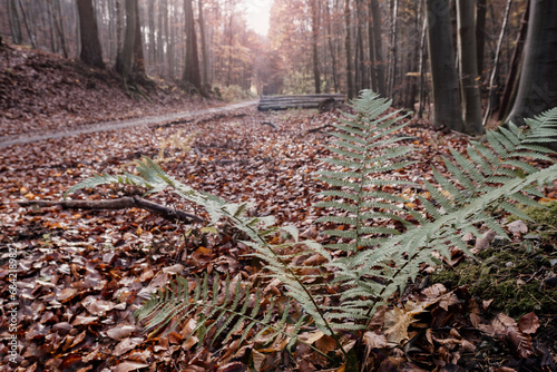 Landscape with dryopteris erythrosora, the autumn fern, Japanese wood fern or copper shield fern in the autumn forest. photo