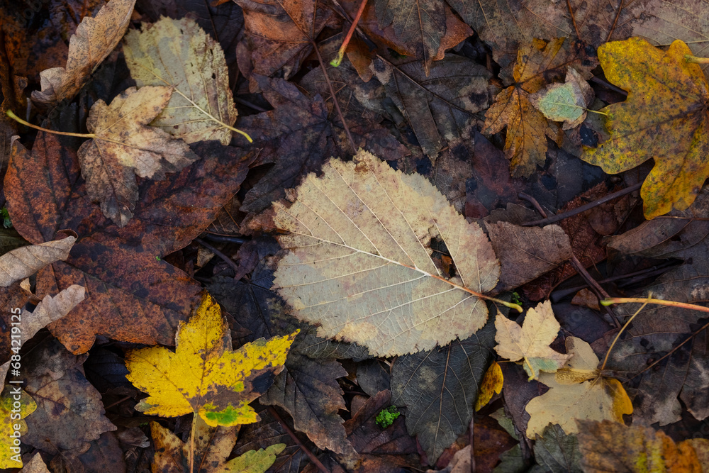 Autumn alder leaf on the ground, can be used as a natural background.