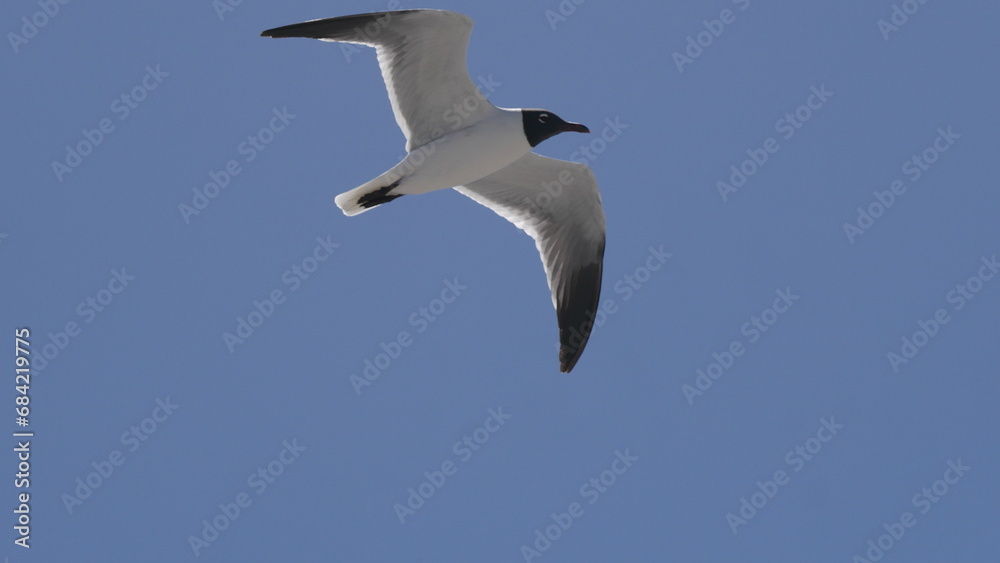 Obraz premium seagull in the sky