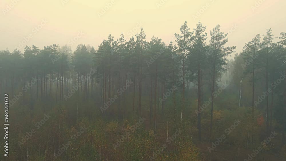 Morning fog in the forest and on the fields of Podlasie in autumn colors. Morning fog in the forest and on the fields of Podlasie in autumn colors.