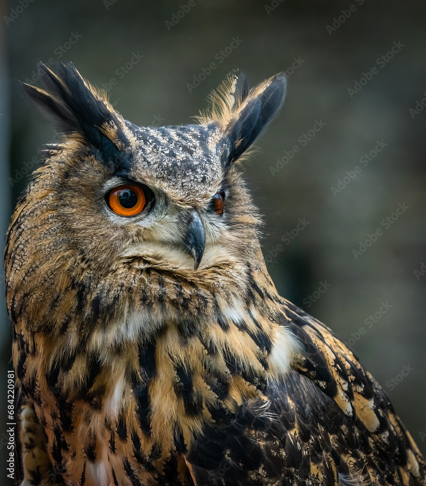 Naklejka premium Owl's Head